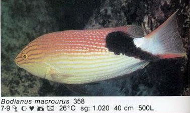 Bodianus macrourus